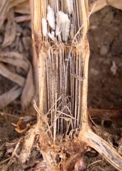 ΣΗΨΗ ΑΠΟ ΜΑΚΡΟΦΟΜΙΝΑ