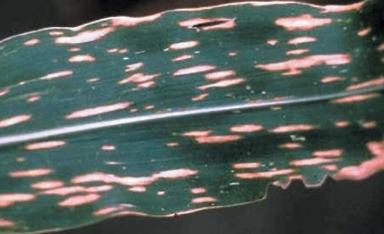 ΕΛΜΙΝΘΟΣΠΟΡΙΑΣΗ ΤΟΥ ΑΡΑΒΟΣΙΤΟΥ