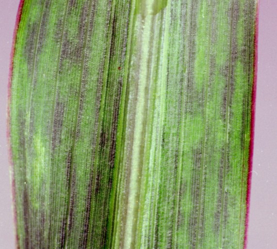 ΝΑΝΙΣΜΟΣ ΜΕ ΜΩΣΑΪΚΟ ΤΟΥ ΚΑΛΑΜΠΟΚΙΟΥ