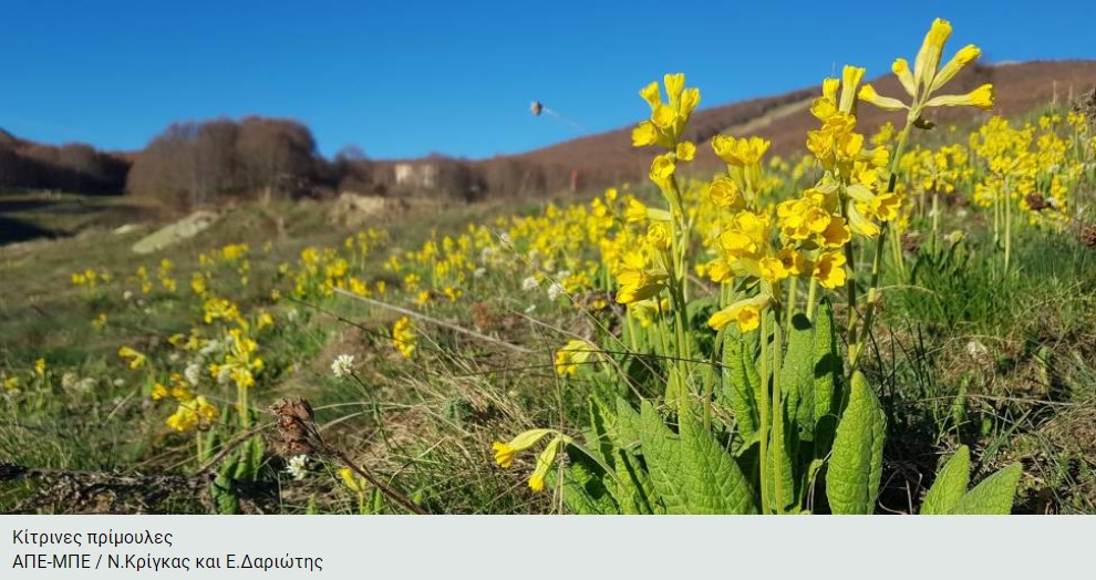 Γιατί ο ΕΛΓΟ ερευνά την Πρίμουλα ή Φυτό του Δαρβίνου; 