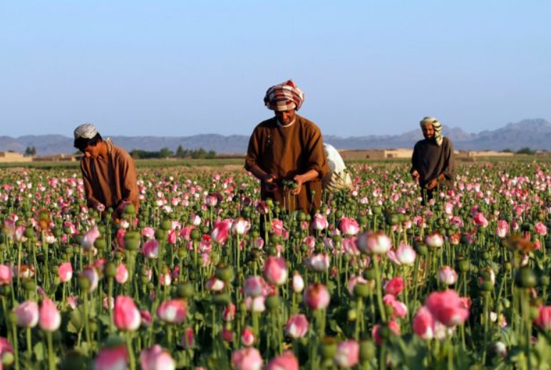 Αφγανιστάν: 20 χρόνια πόλεμος. Χιλιάδες νεκροί και τα ναρκωτικά οπίου ανθούν.