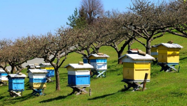 Προϋποθέσεις στήριξης της Μελισσοκομίας – ΦΕΚ 