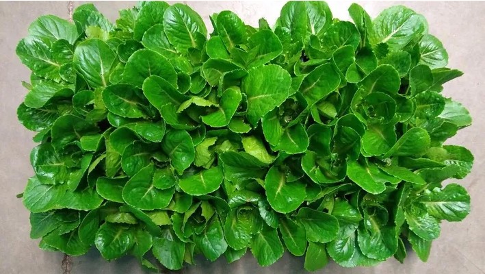 Ερευνητές δημιούργησαν γενετικά τροποποιημένο μαρούλι που δυναμώνει τα οστά στο Διάστημα