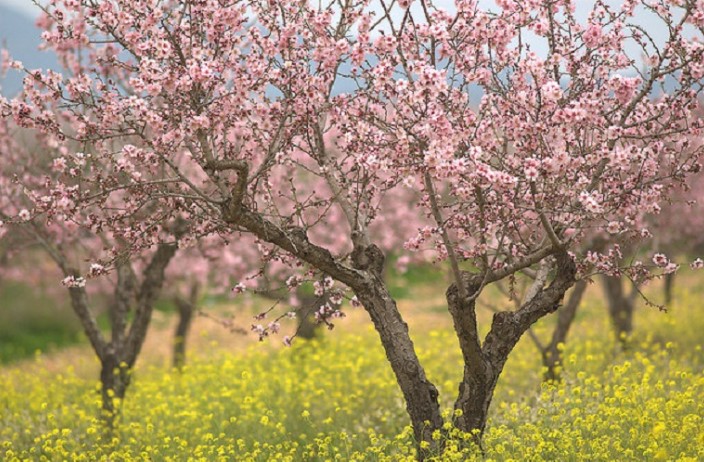 Αναδιάρθρωση καλλιεργειών: Πότε ξεκινούν οι αιτήσεις στήριξης – Οι όροι και οι προϋποθέσεις