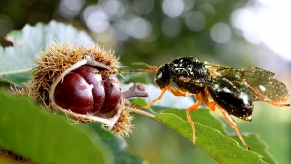 Βιολογική αντιμετώπιση της σφήκας της καστανιάς στην Κυνουρία