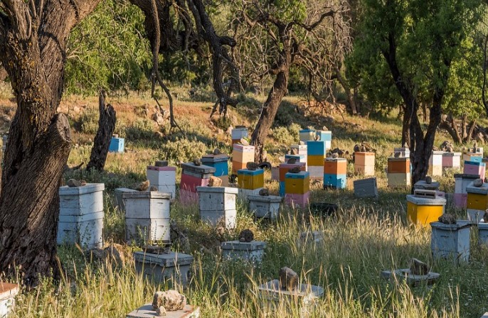 Μελισσοκομία: Αλλαγές στη διαδικασία συμμετοχής στα νέα προγράμματα