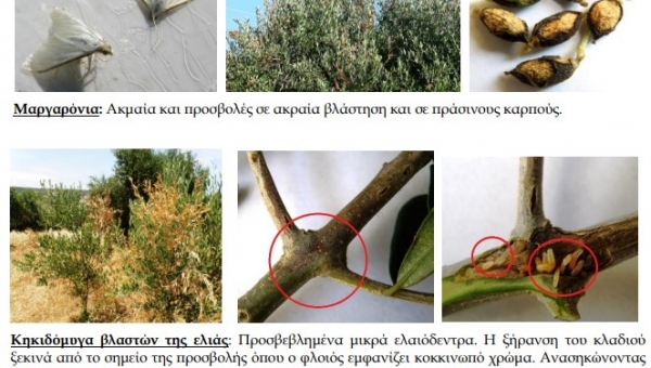 Κακή χρονιά με διπλή απειλή για τις ελιές στην Κρήτη – Επανεμφάνιση της Κηκιδόμυγας 