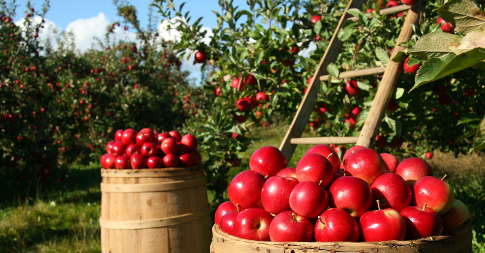 Με τι τιμές παραγωγού ξεκίνησαν τα μήλα στην Ιταλία 