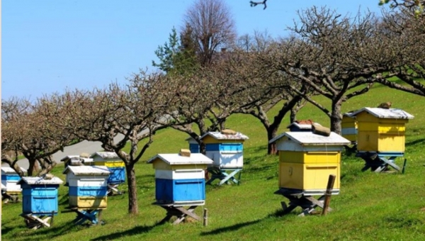 Θεσσαλία: Πάνω από 80.000 νεκρά μελίσσια – Οδηγίες προς τους μελισσσοκόμους