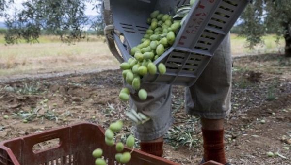 500 άνεργοι από την Μακεδονία για την συγκομιδή της ελιάς…στην Κρήτη