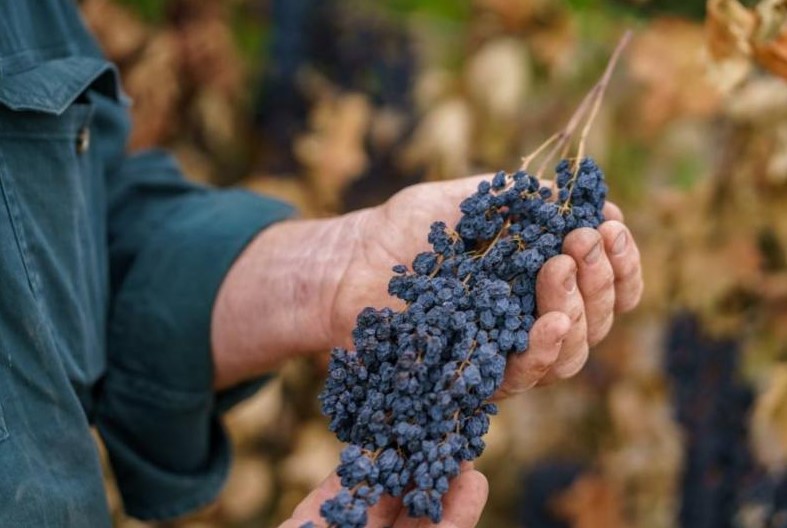 Εκδόθηκε το ΦΕΚ για την ελάχιστη ποσότητα ανά στρέμμα, παραγωγής ξηρής Κορινθιακής Σταφίδας για την συνδεδεμένη ενίσχυση
