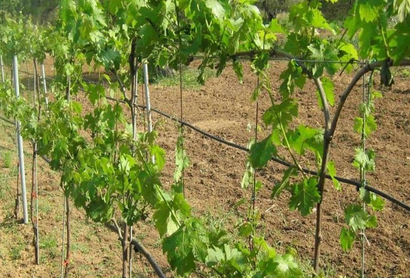 Νέες άδειες φύτευσης Αμπέλου. Προθεσμίες & Κριτήρια 