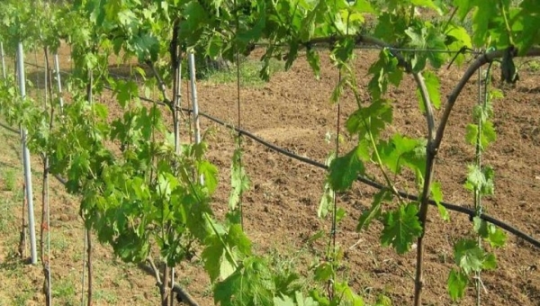 Νέες άδειες φύτευσης Αμπέλου. Προθεσμίες & Κριτήρια 