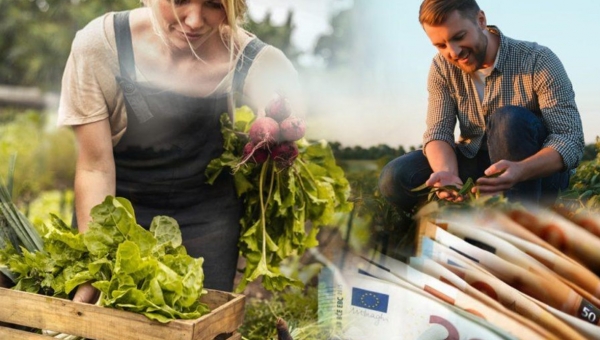 Σε ποιους παράγοντες οφείλεται η απώλεια εισοδήματος των Γεωργών 