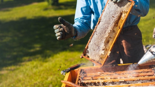 Μελισσοκόμοι: Υποχρεωτική δήλωση κυψελών για το 2025 έως 20 Νοεμβρίου