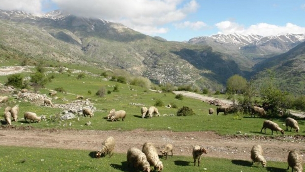 Απαγόρευση εισόδου αιγοπροβάτων στην Κρήτη από 25/9/2025