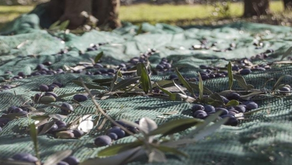 Αναβάλλονται για του χρόνου οι δηλώσεις συγκομιδής Ελιάς 