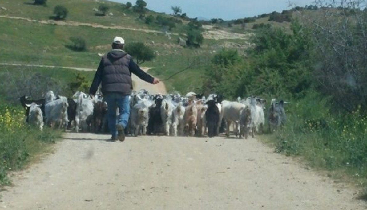 Τα μέτρα που αποφάσισε η κυβέρνηση για την ευλογιά, μαζί με αστυνομία, ΔΑΟΚ & Κτηνιατρική 