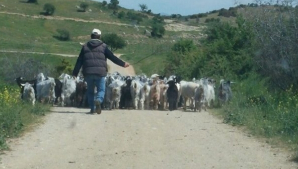 Τα μέτρα που αποφάσισε η κυβέρνηση για την ευλογιά, μαζί με αστυνομία, ΔΑΟΚ & Κτηνιατρική 