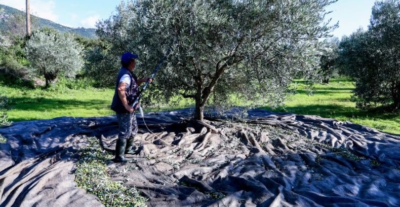 Πρόστιμο έως 5000€ σε όσους δεν δηλώσουν τα ελαιόδεντρα τους 