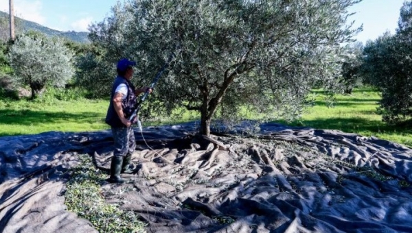 Πρόστιμο έως 5000€ σε όσους δεν δηλώσουν τα ελαιόδεντρα τους 