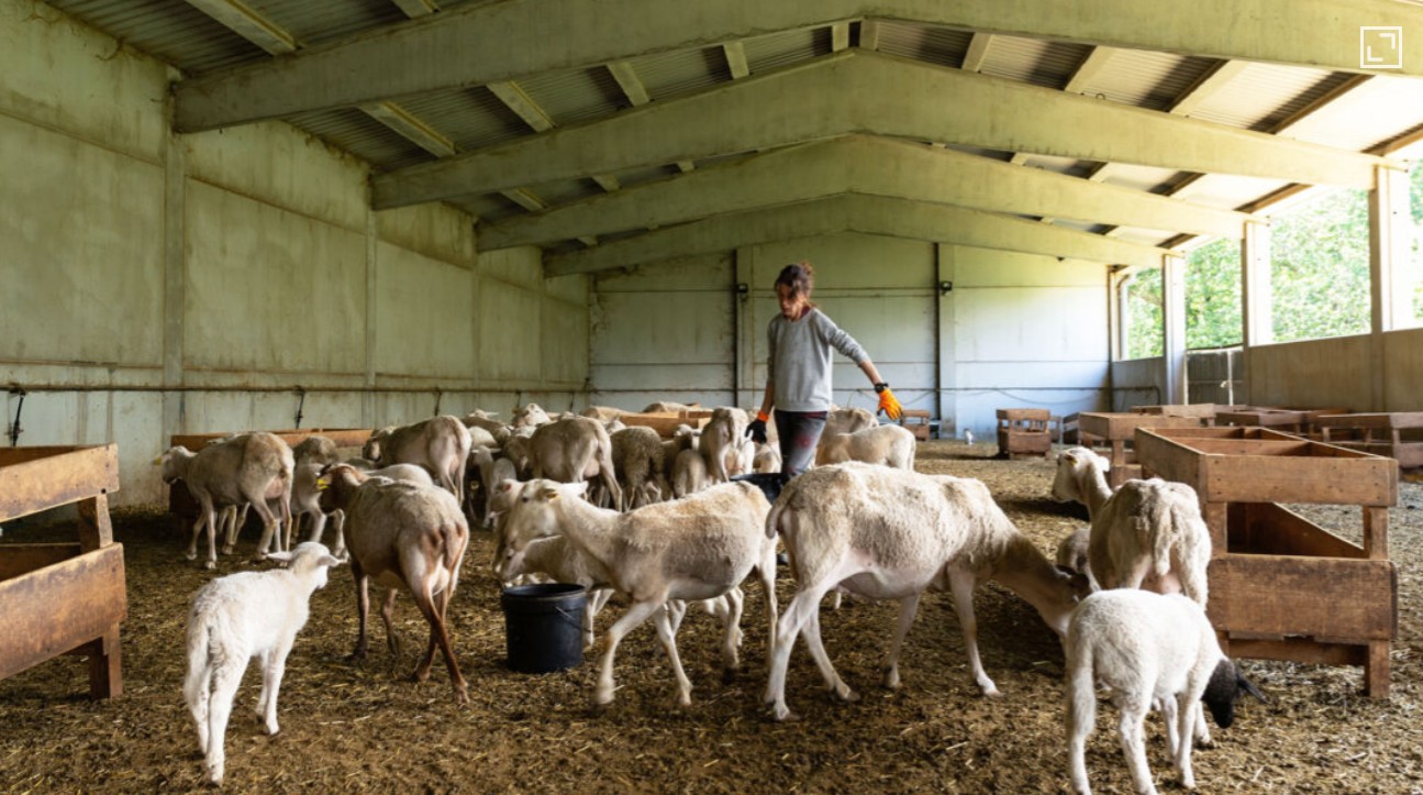 Πόσα χρήματα ανά θανατωμένο ζώο θα λάβουν οι κτηνοτρόφοι τον Δεκέμβριο 