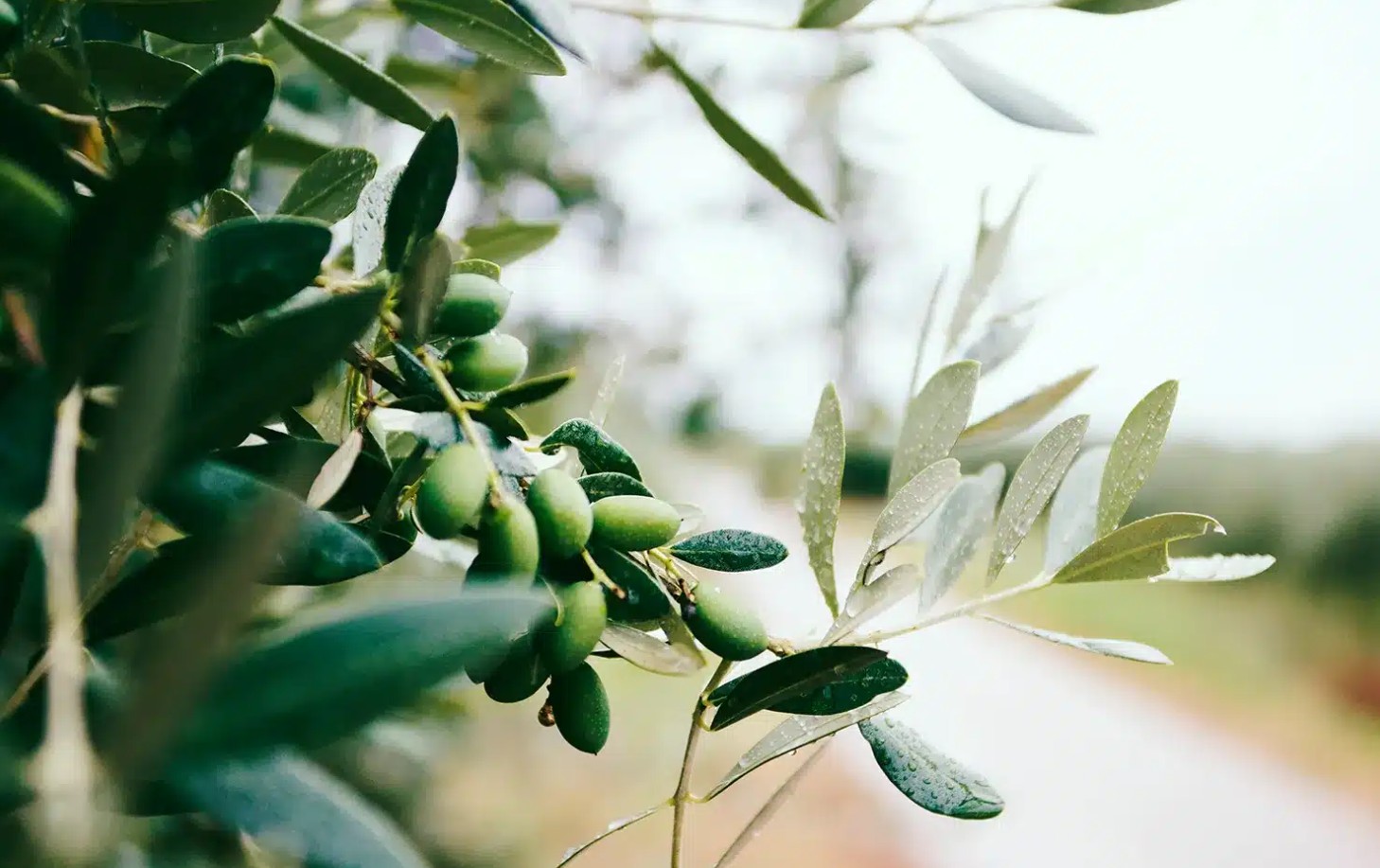 Ο Συνεταιρισμός ΝΗΛΕΑΣ –Μεσσηνίας, για την άσχημη κατάσταση της παραγωγής ελιάς, δάκο, ΕΛΓΑ 