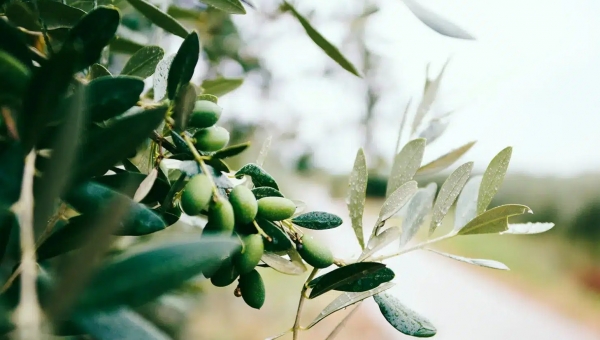 Ο Συνεταιρισμός ΝΗΛΕΑΣ –Μεσσηνίας, για την άσχημη κατάσταση της παραγωγής ελιάς, δάκο, ΕΛΓΑ 