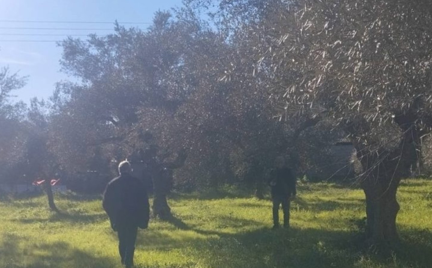 Αναγγελία ζημιάς ανεμοθύελλας στην Σπάρτη. Περιοχές-υποχρεώσεις παραγωγών