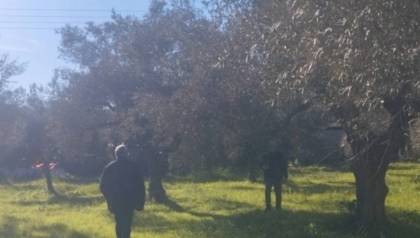 Αναγγελία ζημιάς ανεμοθύελλας στην Σπάρτη. Περιοχές-υποχρεώσεις παραγωγών