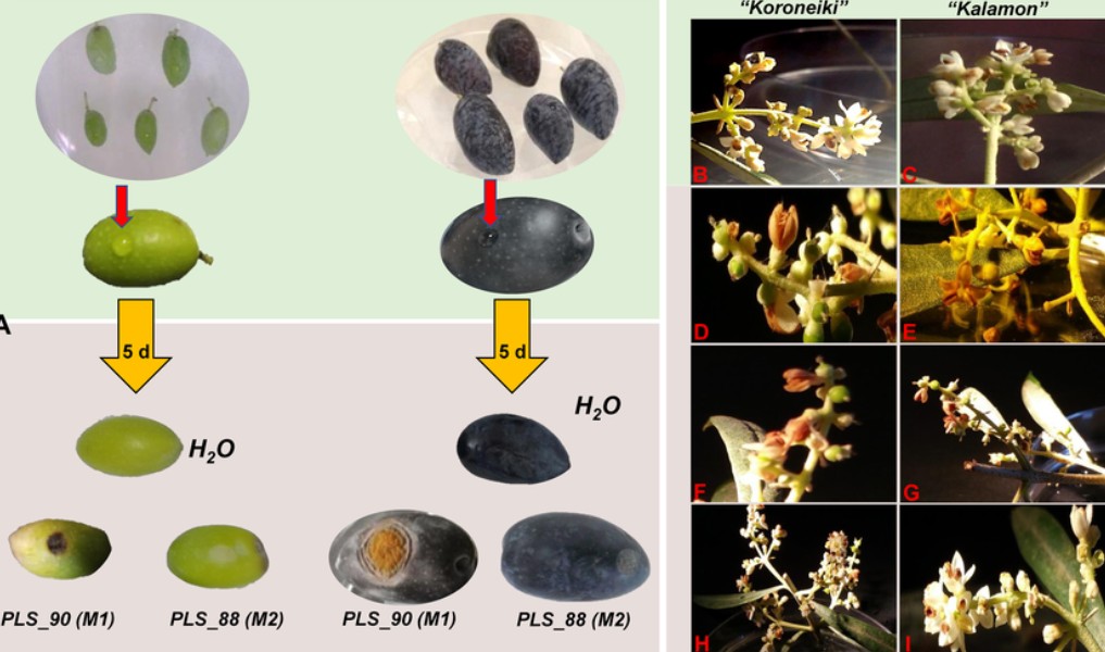 Ανακοίνωση του Συλλόγου Γεωπόνων Μεσσηνίας για το γλοιοσπόριο