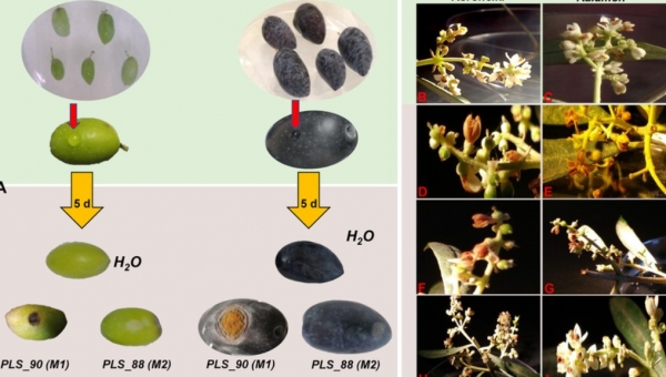 Ανακοίνωση του Συλλόγου Γεωπόνων Μεσσηνίας για το γλοιοσπόριο