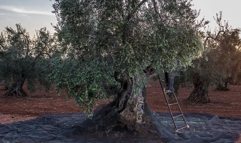 Υποχρεωτική η δήλωση συγκομιδής ελαιοκάρπου από 1/10/2026