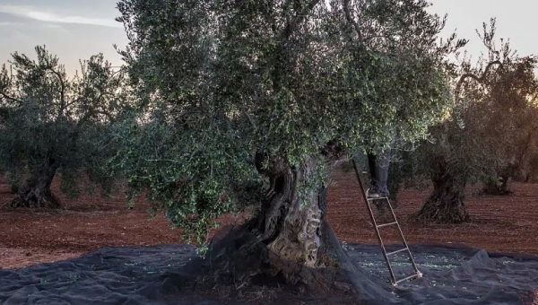Υποχρεωτική η δήλωση συγκομιδής ελαιοκάρπου από 1/10/2026