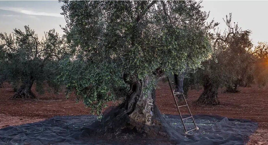 Άλλο ελαιοκομικό μητρώο και άλλο δήλωση συγκομιδής. Οι υποχρεώσεις των ελαιοπαραγωγών