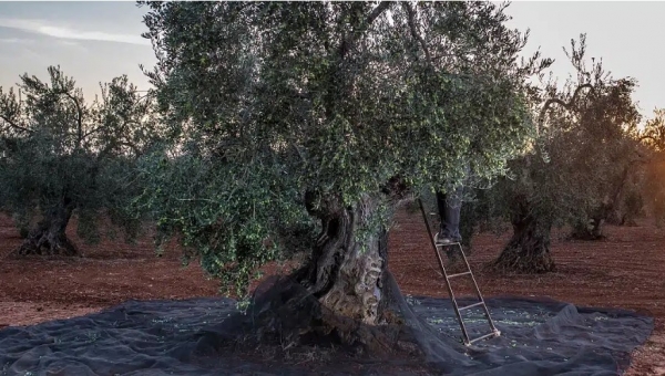 Άλλο ελαιοκομικό μητρώο και άλλο δήλωση συγκομιδής. Οι υποχρεώσεις των ελαιοπαραγωγών